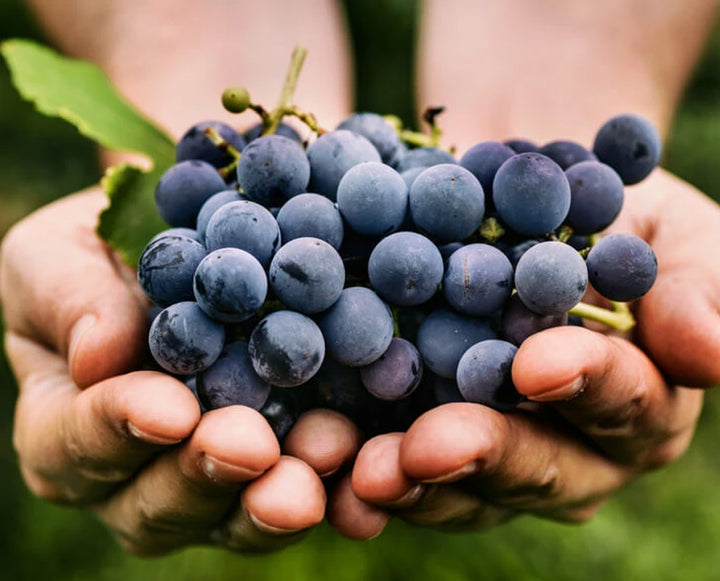 Summer Radiance Ready: Spotlight on Grape Seed Extract